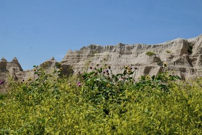 Plants growing on land against sky