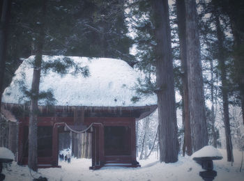 Scenic view of snow covered trees in forest