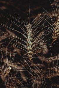 plant