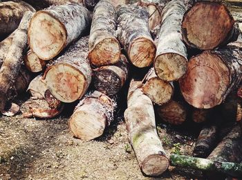 Full frame shot of logs in forest