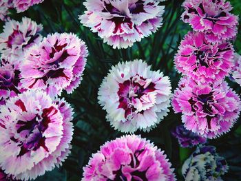 High angle view of pink flowering plants