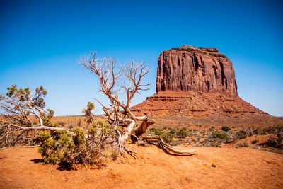 Dead tree on rock formations in desert against blue sky