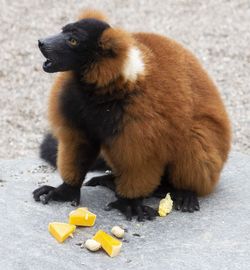 Close-up of dog eating food