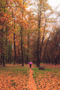 Rear view of person walking in forest during autumn