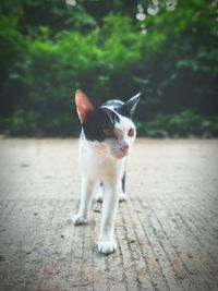 Kitten on footpath against plant