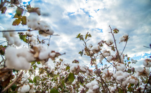 Low angle view of cherry blossom against sky