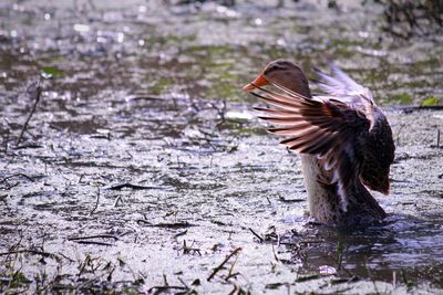 Close-up of duck in lake