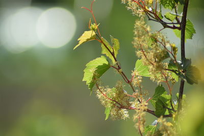 Close-up of fresh green leaves