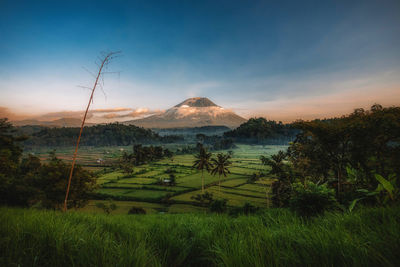 Scenic view of field against sky during sunset