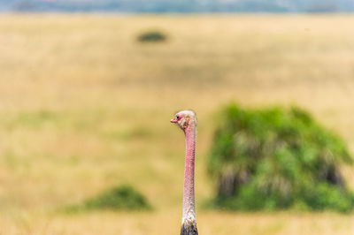 Close-up of bird against sky