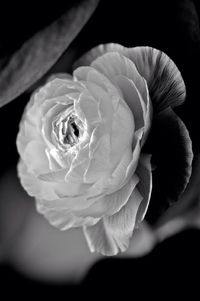 Close-up of rose blooming in garden