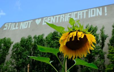 Close-up of sunflower blooming against clear sky