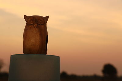 Close-up of a cat looking at sunset