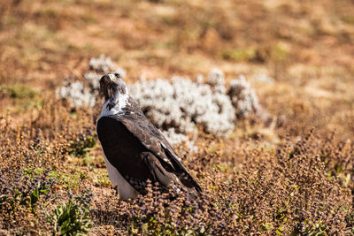 An augur buzzard buteo augur perched on the ground looking for prey