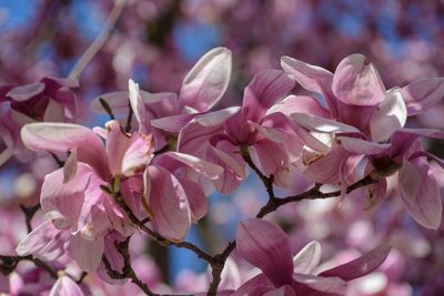 Close-up of pink cherry blossoms in spring