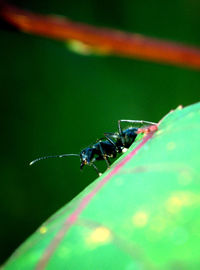 Close-up of insect on leaf