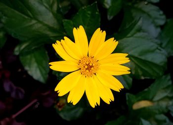 Close-up of yellow flower blooming outdoors