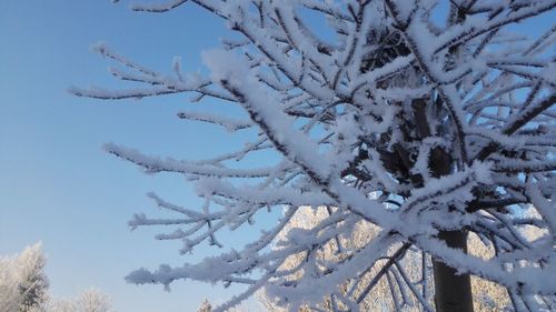 Low angle view of bare tree against sky