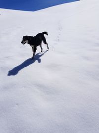 Mountain dog running in snow