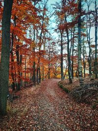 Trees in forest during autumn