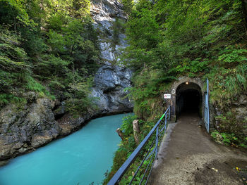 Bridge over river amidst trees in forest