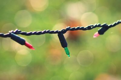 Close-up of water hanging on clothesline