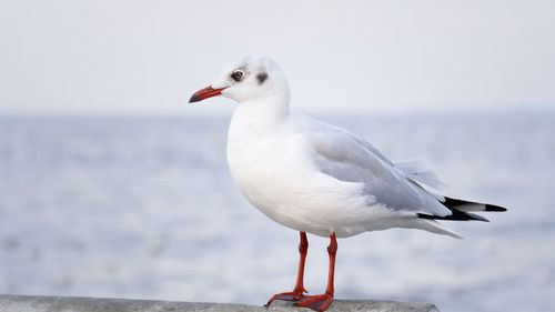 Seagull perching on a sea