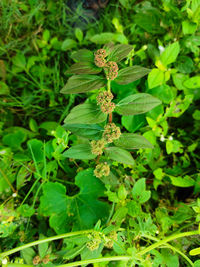 High angle view of flowering plant