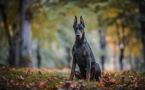 Portrait of a dog on land