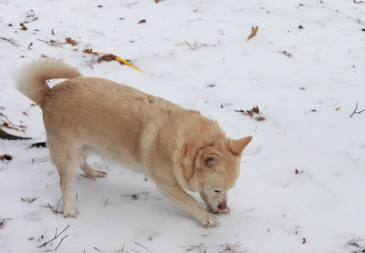 White dog navigating through snowy ground