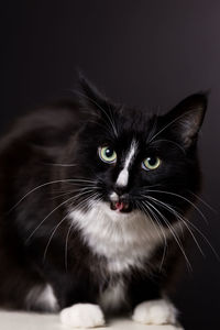 Close-up portrait of maine coon cat looking away against black background