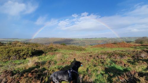 View of dog on field against sky