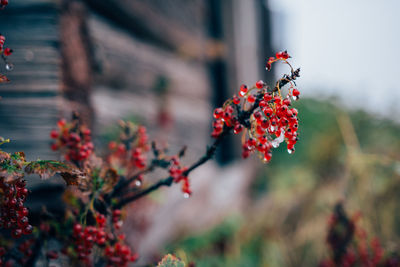 Close-up of red berries on tree