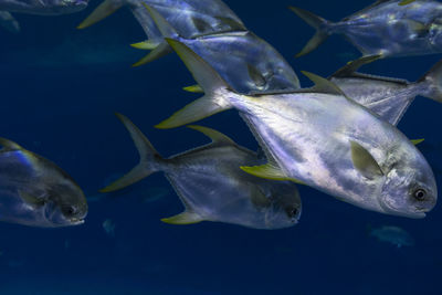 Close-up of fish swimming in aquarium