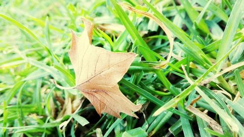 Close-up of leaf on grass