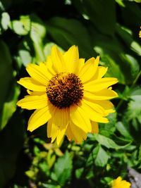 Close-up of yellow flower