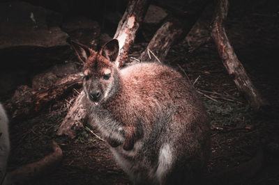 Portrait of deer in the forest