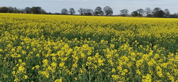 Scenic view of oilseed rape field