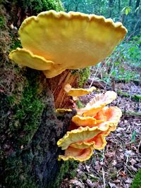 Close-up of mushroom growing in garden