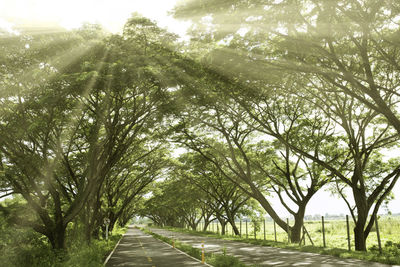 Road amidst trees in park