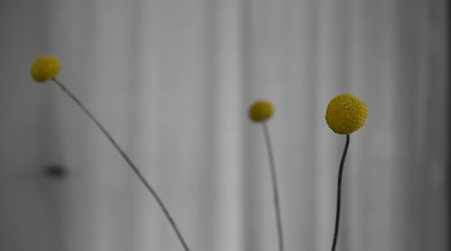 Close-up of yellow flowering plant