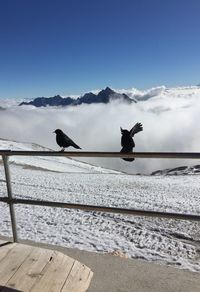 Birds on railing against cloudscape during winter