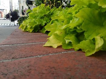 Close-up of leaves on footpath in city