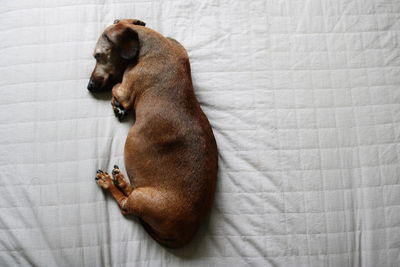 High angle view of dog resting on bed