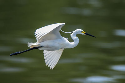 White bird flying