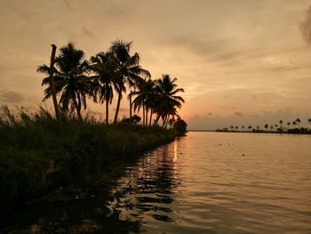 Silhouette of palm trees on beach