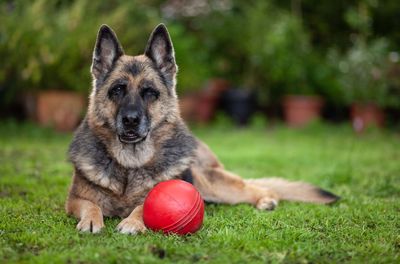 Portrait of dog with ball sitting on field