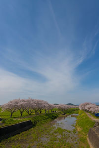 Cherry blossom trees along the river 
 kusaba river, chikuzen town, fukuoka prefecture