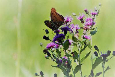 Close-up of butterfly pollinating on purple flower