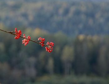 Close-up of red flowering plant against blurred background